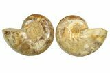 Jurassic Cut & Polished Ammonite Fossil - Madagascar #289380-1